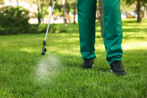 Best Flea Control Services  in Maumee, OH