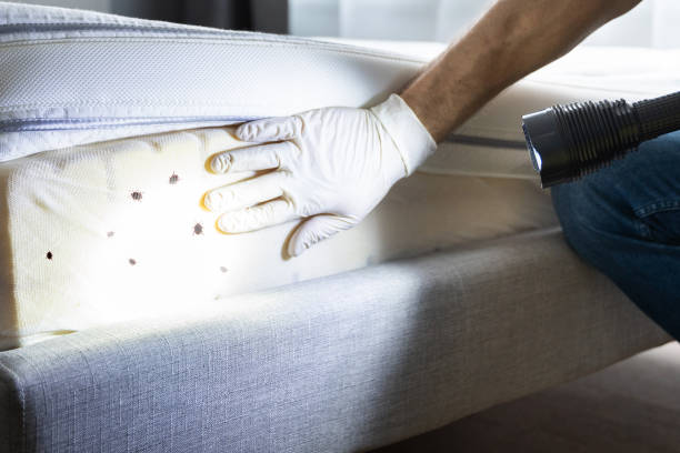 Best Wasp Removal Services  in Maumee, OH